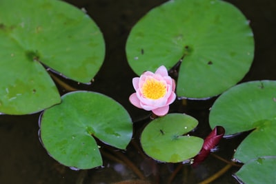 水上粉红莲花